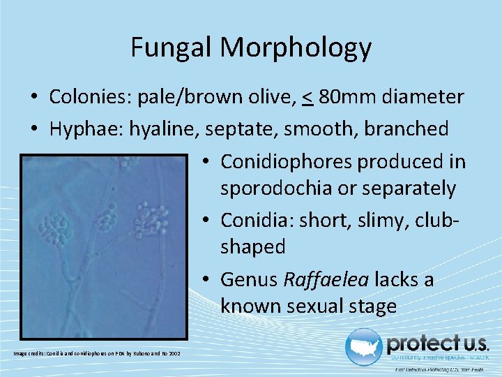 Fungal Morphology • Colonies: pale/brown olive, < 80 mm diameter • Hyphae: hyaline, septate,