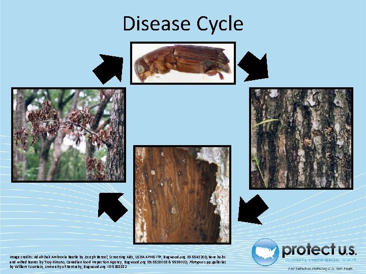 Disease Cycle Image credits: Adult Oak Ambrosia Beetle by Joseph Benzel, Screening Aids, USDA