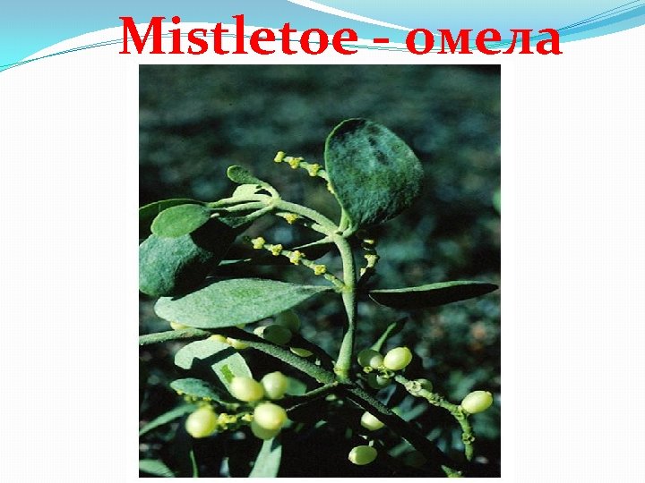 Mistletoe - омела 