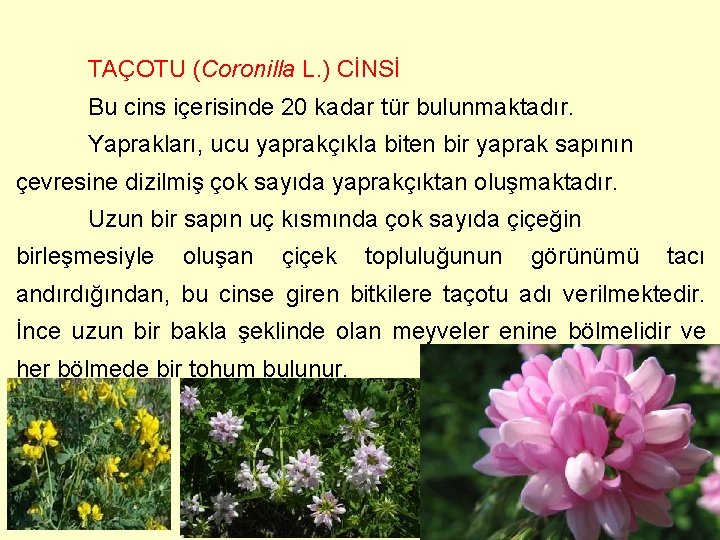 TAÇOTU (Coronilla L. ) CİNSİ Bu cins içerisinde 20 kadar tür bulunmaktadır. Yaprakları, ucu