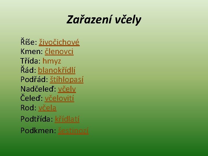 Zařazení včely Říše: živočichové Kmen: členovci Třída: hmyz Řád: blanokřídlí Podřád: štíhlopasí Nadčeleď: včely