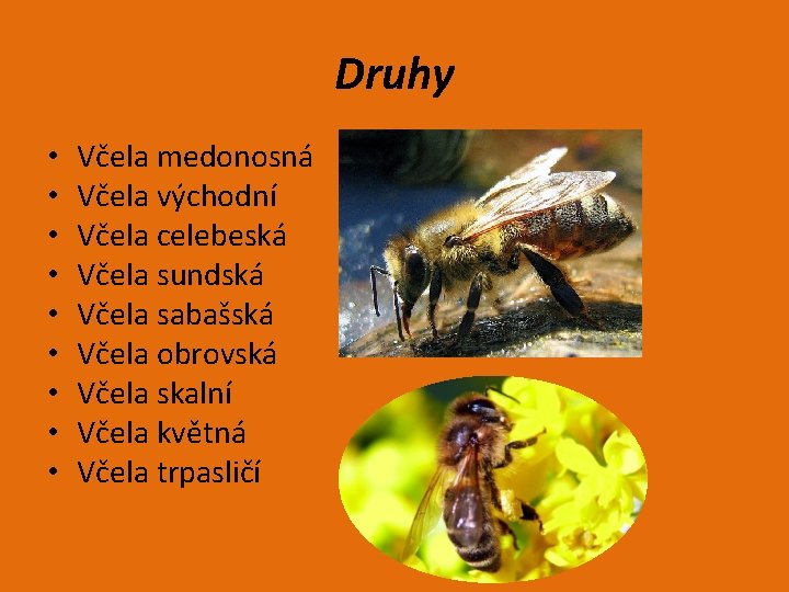 Druhy • • • Včela medonosná Včela východní Včela celebeská Včela sundská Včela sabašská