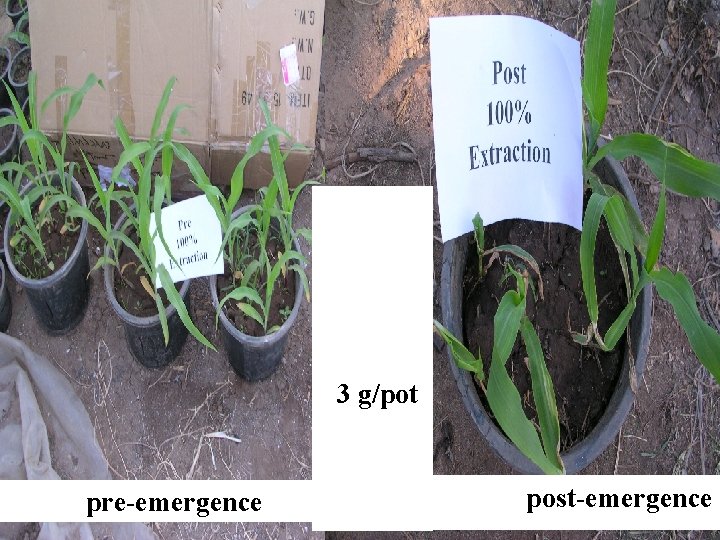 Artemisi a plant 3 g/pot pre-emergence post-emergence 