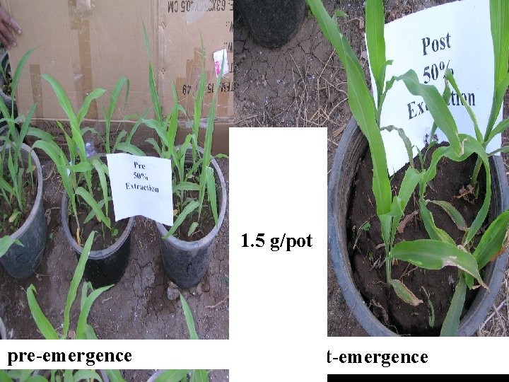 Artemis ia plant 1. 5 g/pot pre-emergence post-emergence 