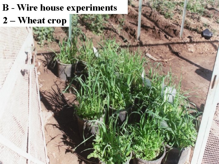 B - Wire house experiments 2 – Wheat crop 