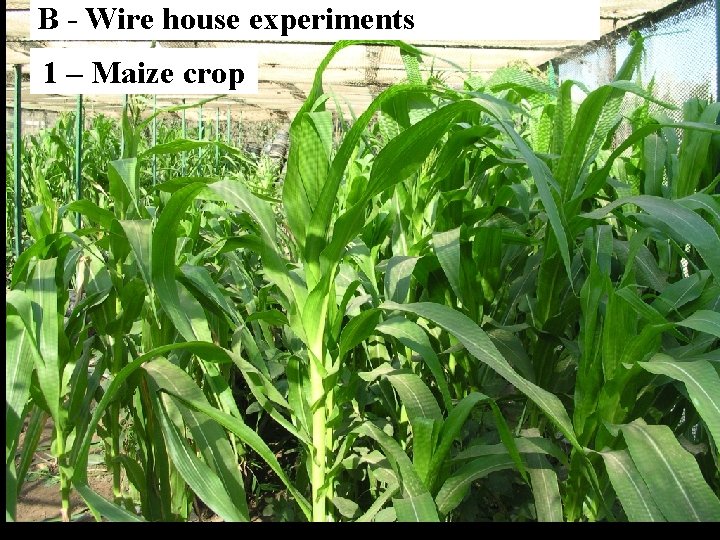 B - Wire house experiments 1 – Maize crop 