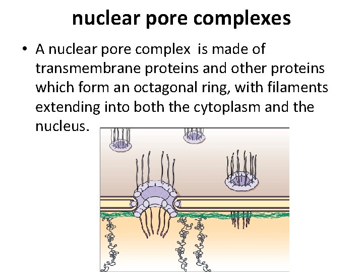 nuclear pore complexes • A nuclear pore complex is made of transmembrane proteins and