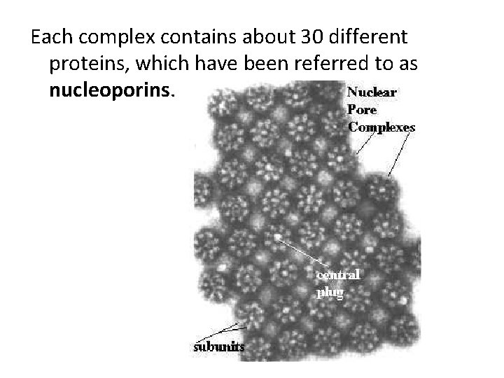 Each complex contains about 30 different proteins, which have been referred to as nucleoporins.