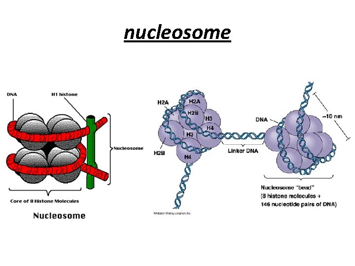 nucleosome 