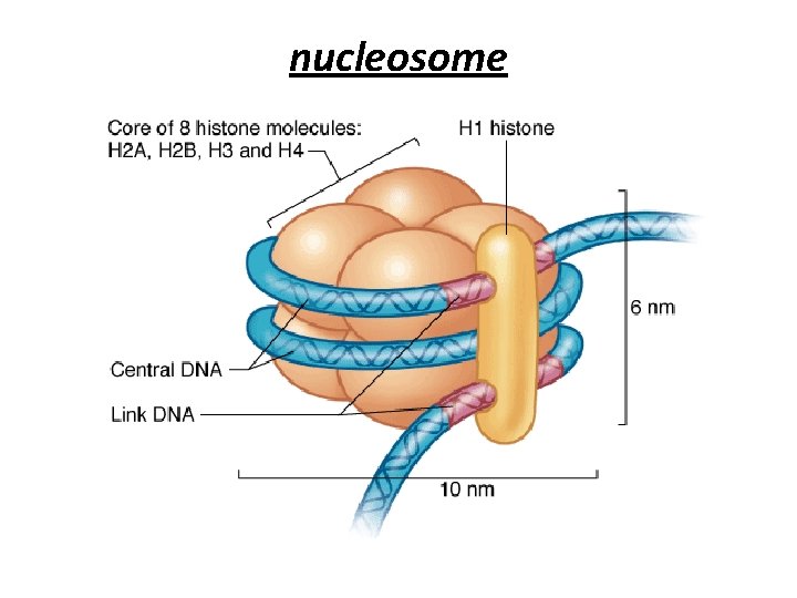 nucleosome 