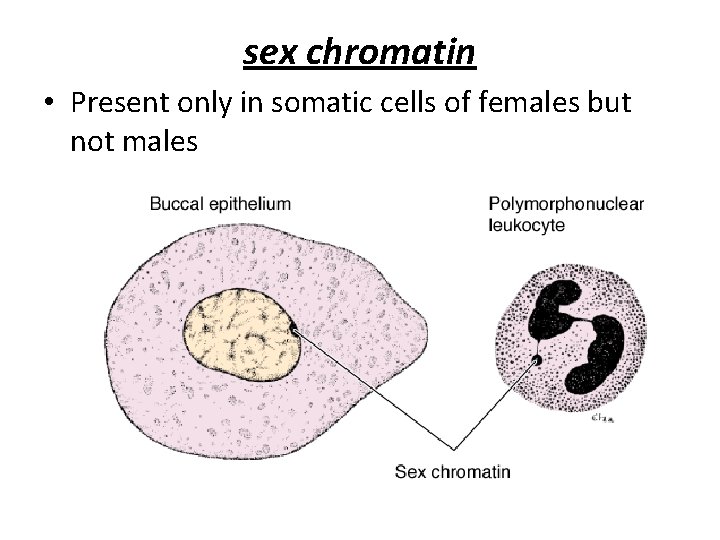 sex chromatin • Present only in somatic cells of females but not males 