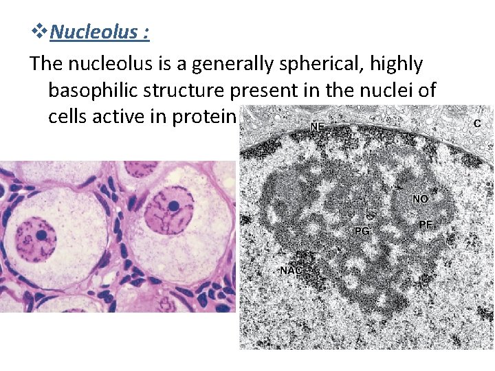 v. Nucleolus : The nucleolus is a generally spherical, highly basophilic structure present in