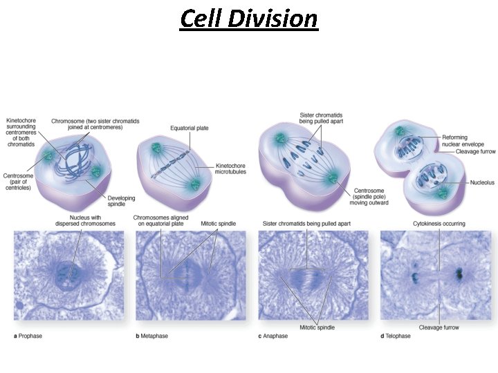 Cell Division 