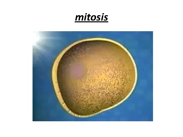 mitosis 