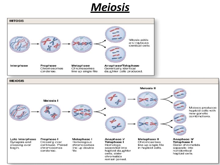 Meiosis 