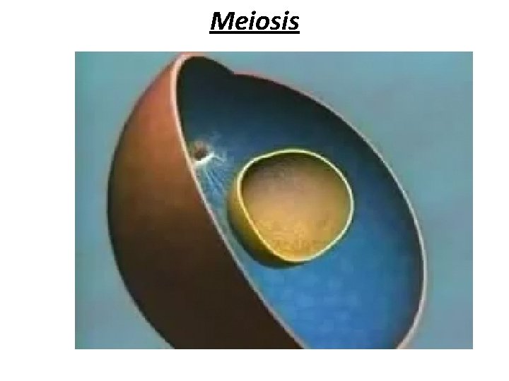 Meiosis 