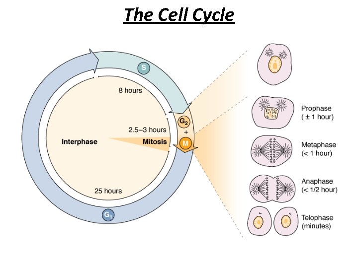 The Cell Cycle 