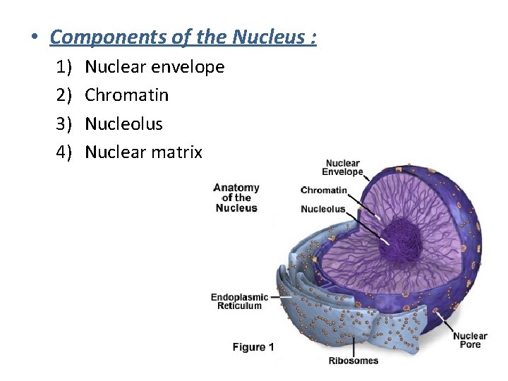  • Components of the Nucleus : 1) 2) 3) 4) Nuclear envelope Chromatin