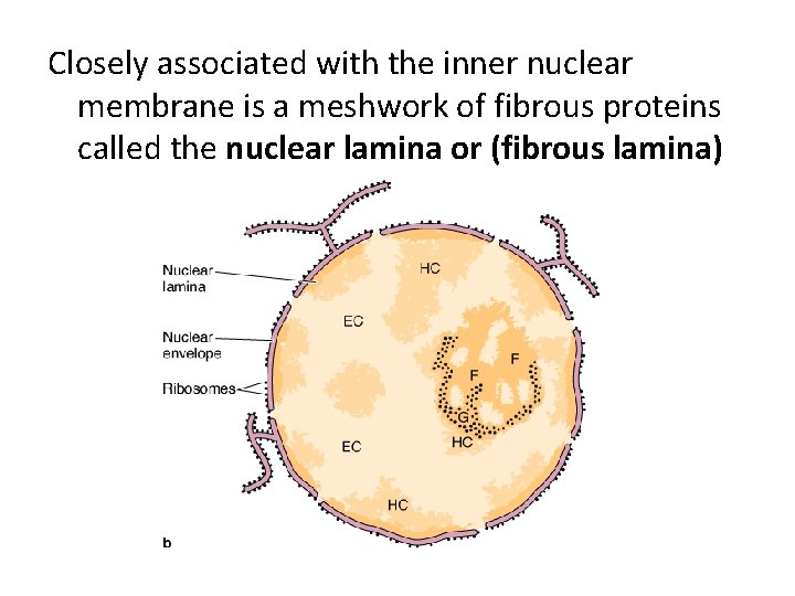 Closely associated with the inner nuclear membrane is a meshwork of fibrous proteins called