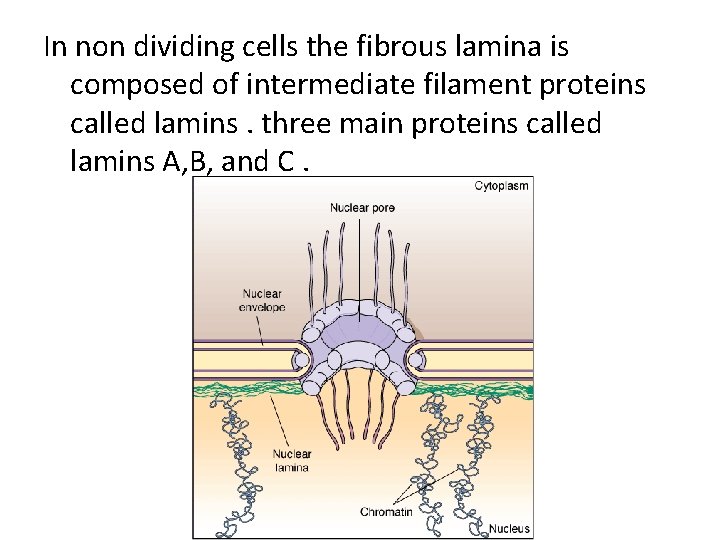 In non dividing cells the fibrous lamina is composed of intermediate filament proteins called