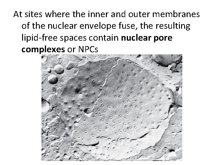 At sites where the inner and outer membranes of the nuclear envelope fuse, the