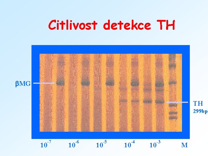 Citlivost detekce TH MG TH 299 bp -7 10 10 -6 10 -5 10