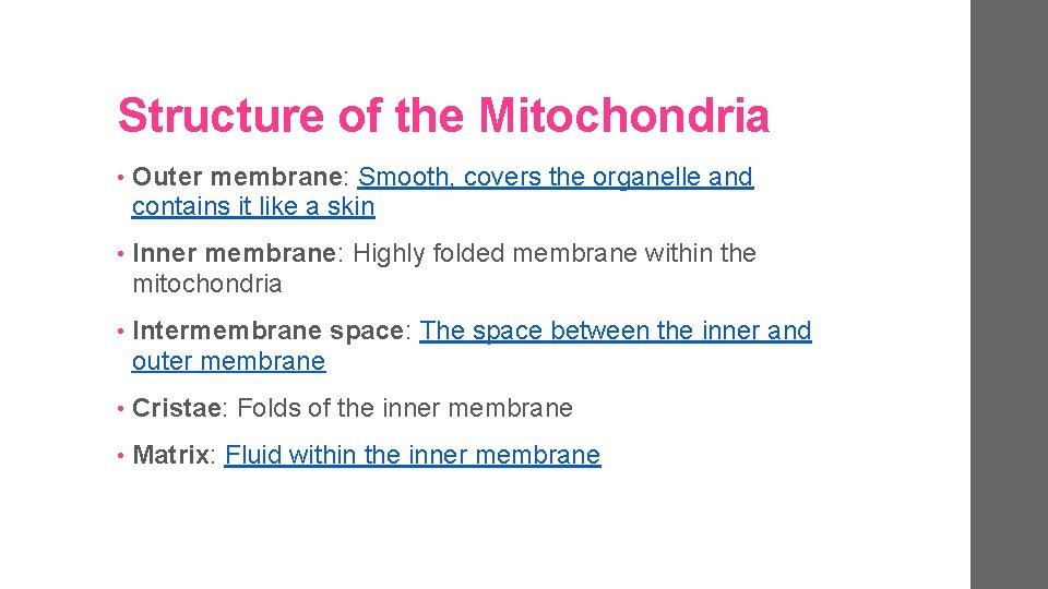Structure of the Mitochondria • Outer membrane: Smooth, covers the organelle and contains it