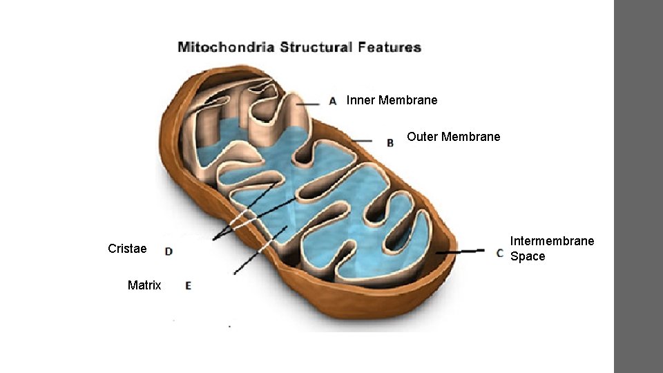 Inner Membrane Outer Membrane Cristae Matrix Intermembrane Space 