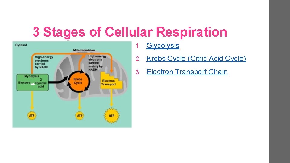3 Stages of Cellular Respiration 1. Glycolysis 2. Krebs Cycle (Citric Acid Cycle) 3.