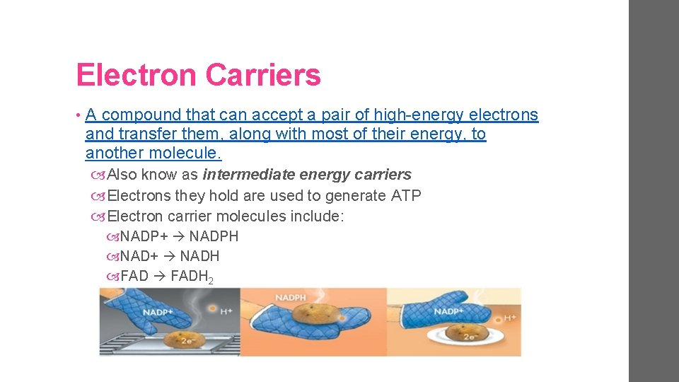 Electron Carriers • A compound that can accept a pair of high-energy electrons and