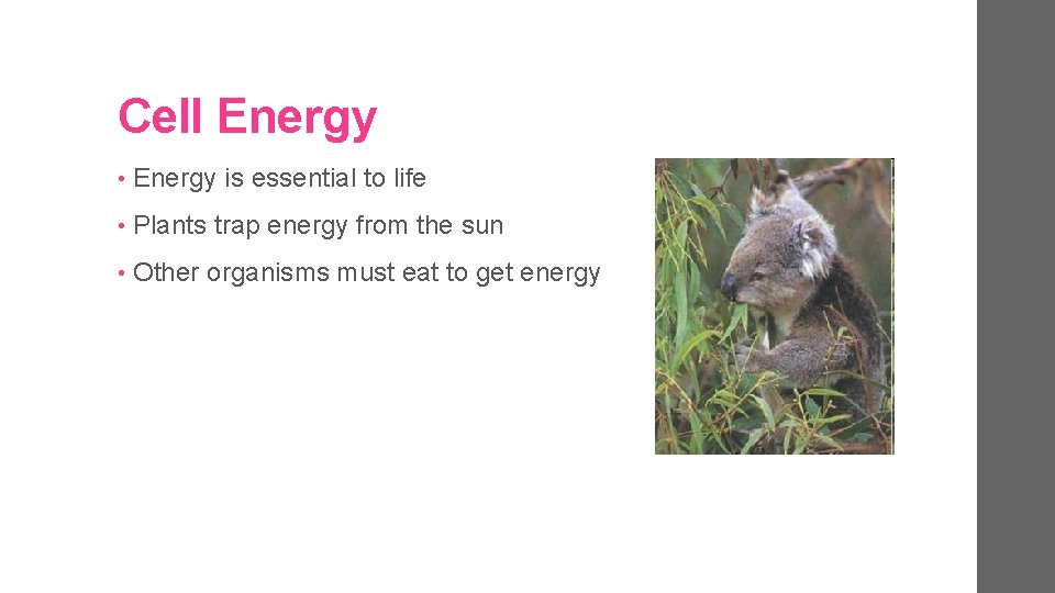 Cell Energy • Energy is essential to life • Plants trap energy from the