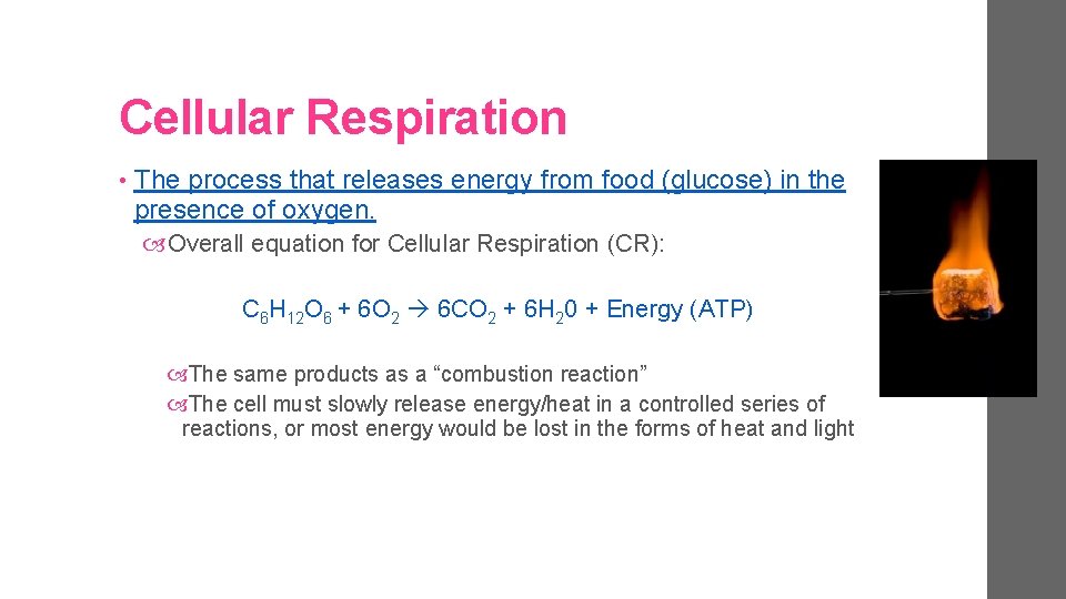 Cellular Respiration • The process that releases energy from food (glucose) in the presence