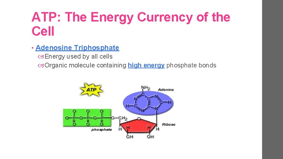 ATP: The Energy Currency of the Cell • Adenosine Triphosphate Energy used by all