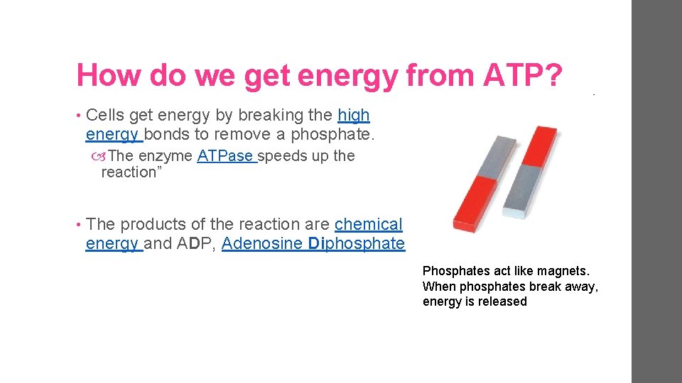 How do we get energy from ATP? • Cells get energy by breaking the
