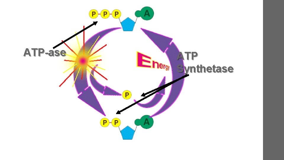 ATP-ase ATP Synthetase 