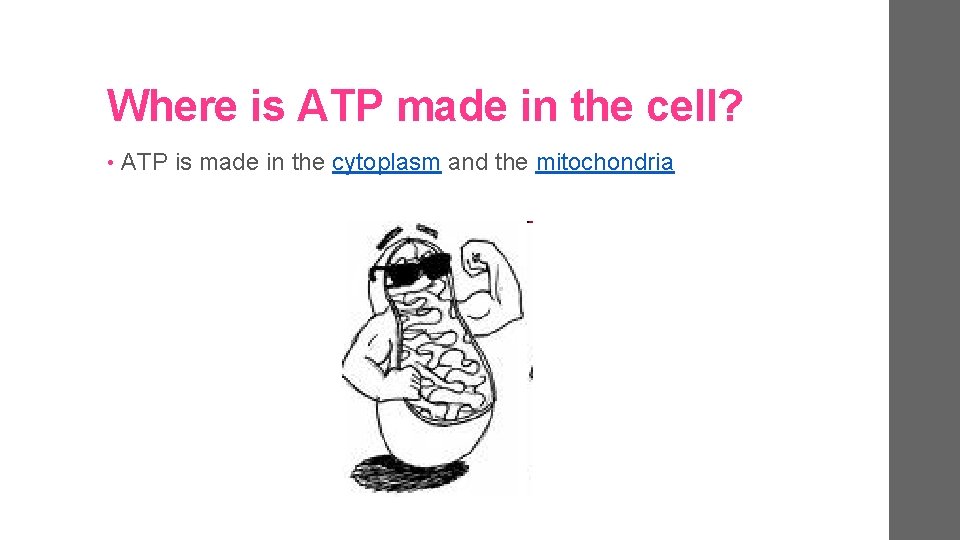 Where is ATP made in the cell? • ATP is made in the cytoplasm
