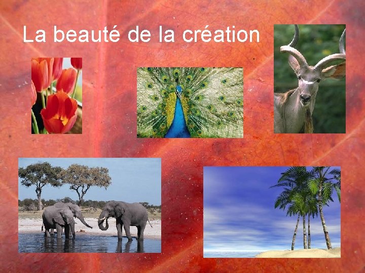 La beauté de la création 