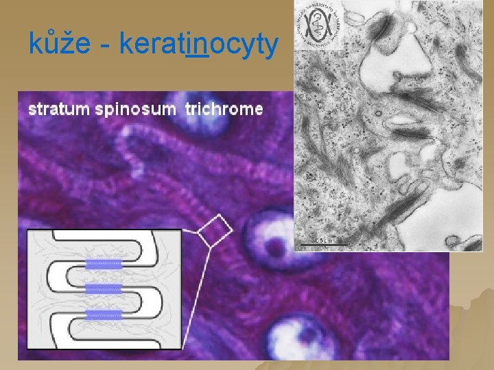 kůže - keratinocyty 