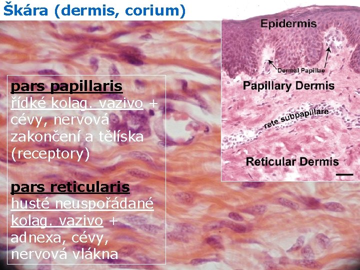 Škára (dermis, corium) pars papillaris řídké kolag. vazivo + cévy, nervová zakončení a tělíska