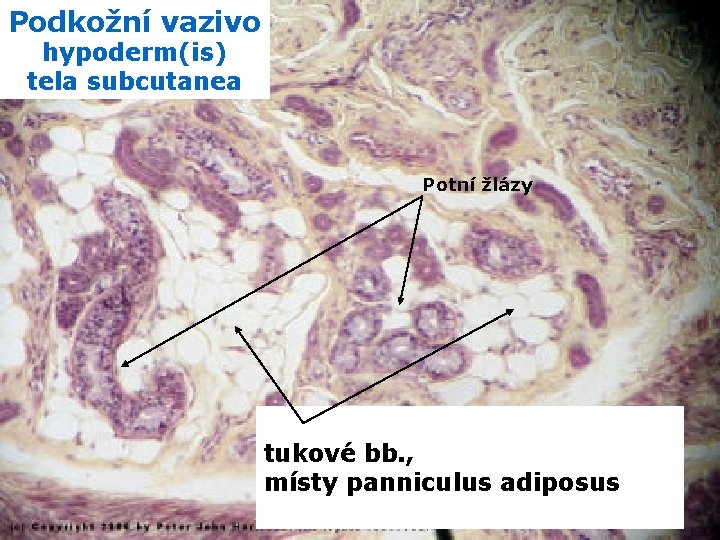 Podkožní vazivo hypoderm(is) tela subcutanea Potní žlázy tukové bb. , místy panniculus adiposus 