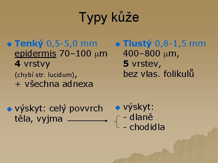 Typy kůže u Tenký 0, 5 -5, 0 mm epidermis 70– 100 m 4