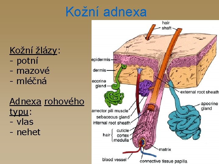 Kožní adnexa Kožní žlázy: - potní - mazové - mléčná Adnexa rohového typu: -