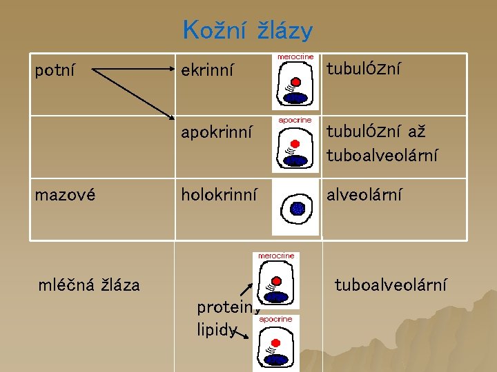 Kožní žlázy potní mazové ekrinní tubulózní apokrinní tubulózní až tuboalveolární holokrinní alveolární mléčná žláza