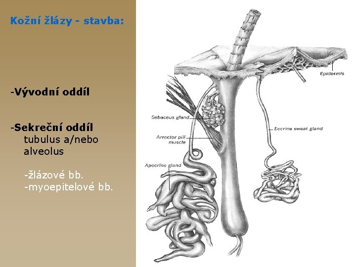Kožní žlázy - stavba: -Vývodní oddíl -Sekreční oddíl tubulus a/nebo alveolus -žlázové bb. -myoepitelové