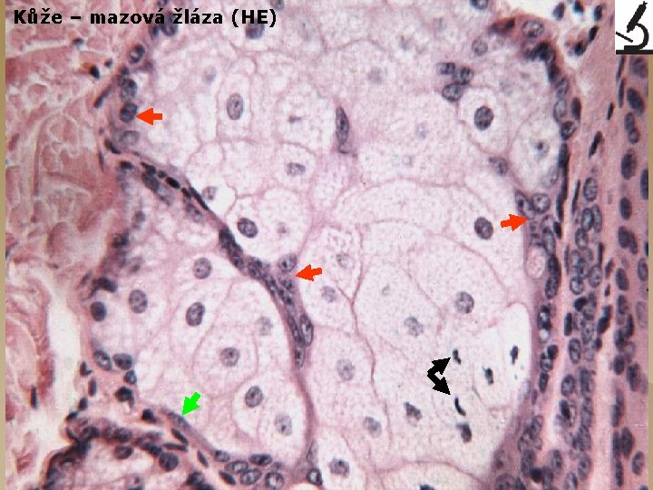 Kůže – mazová žláza (HE) 