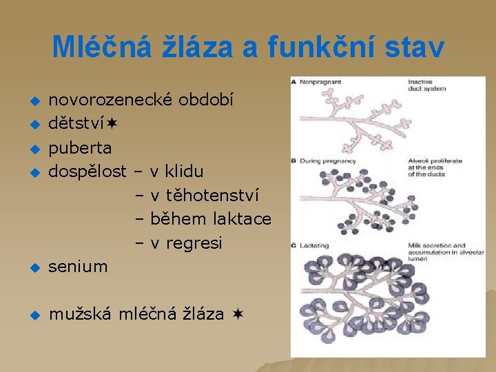 Mléčná žláza a funkční stav u novorozenecké období dětství puberta dospělost – v klidu