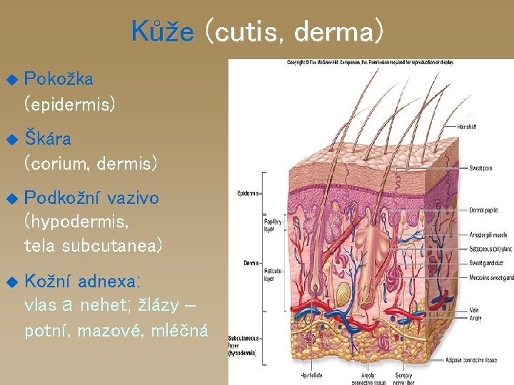 Kůže (cutis, derma) u Pokožka (epidermis) u Škára (corium, dermis) u Podkožní vazivo (hypodermis,