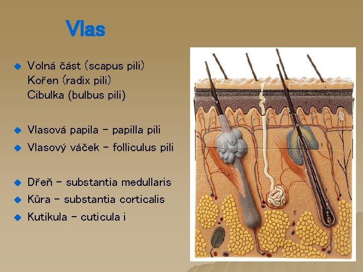 Vlas u Volná část (scapus pili) Kořen (radix pili) Cibulka (bulbus pili) u Vlasová