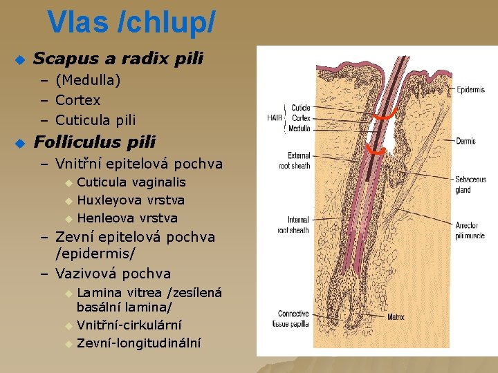 Vlas /chlup/ u Scapus a radix pili – (Medulla) – Cortex – Cuticula pili Vlas /chlup/ u Scapus a radix pili – (Medulla) – Cortex – Cuticula pili