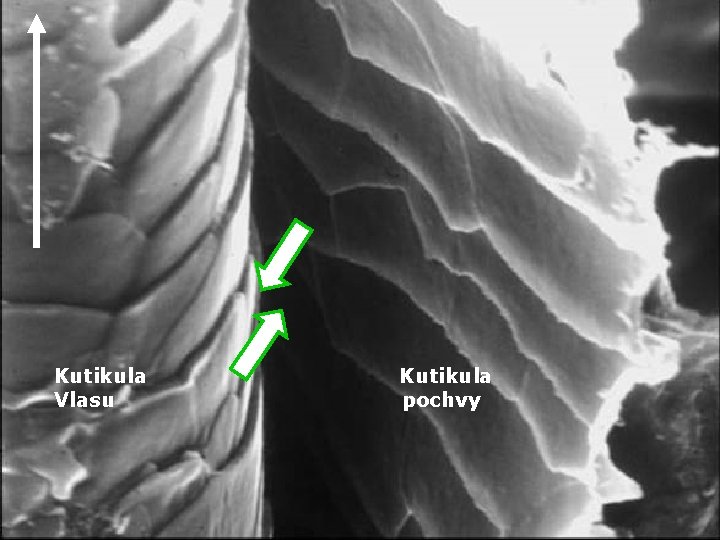Kutikula Vlasu Kutikula pochvy 